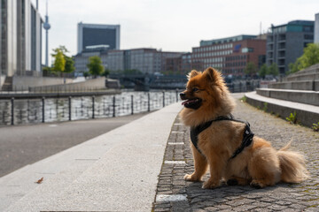 A seated Pomeranian gazes attentively to the side. In the background, the Spree flows calmly...