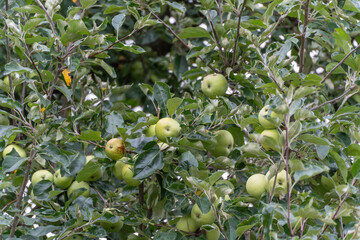 Apple tree with many green fruits. An apple tree bears numerous green fruits, surrounded by dense,...