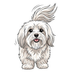 A cute, fluffy white Maltese dog with a ponytail stands facing forward, smiling with its tongue slightly out.