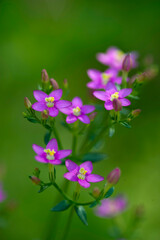 Obraz premium Centaury, Centaurium erythraea, Gentiana centaurium, Erythraea maritima Sardinia, 