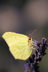 Butterflies sitting on lavender flowers, macro photo