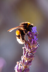 Butterflies sitting on lavender flowers, macro photo