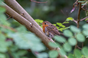 Robin Portrait. A close-up portrait of a robin shows details of its plumage and its characteristic red breast. It sits calmly on a branch, appearing curious