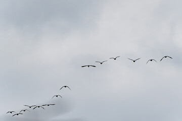 Migratory Birds in Close-Up. Migratory birds fly in an orderly V-formation through the sky, clearly visible in close-up. This arrangement enables energy-efficient flight.