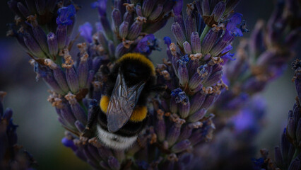 Butterflies sitting on lavender flowers, macro photo