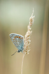 Hauhechel-Bl&auml;uling (Polyommatus icarus)