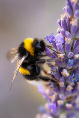 Butterflies sitting on lavender flowers, macro photo