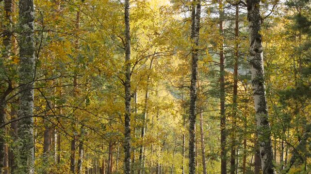Trees and rocks in the Siberian forest, taiga on a cloudy autumn day.
