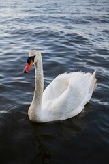 Obraz premium Graceful white swan gliding alone through calm Atlantic Ocean bay waters. Soft light enhances its detailed feathers and contrasts with the dark, gently rippling surface.