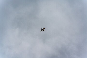 Single Goose Flying Against a Gray Sky. A goose flies high in the sky, surrounded by gray clouds....