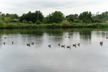 Geese Swimming on a Calm Lake. Numerous geese swim calmly across a quiet lake, surrounded by dense...