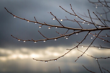 Close up of water droplets clinging to tree branches with a moody overcast sky