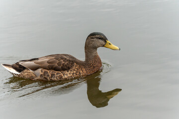 Close-up of a swimming duck with reflection. The duck glides calmly through the water, its silhouette clearly reflected below it. The yellow profile of its beak is striking.
