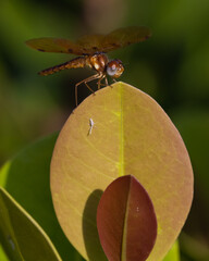 Dragonfly small resting on a yellow leaf