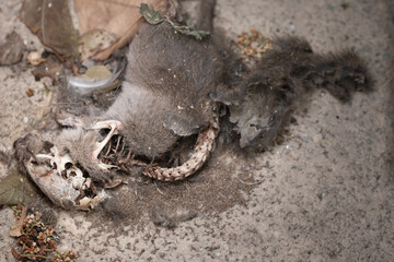 Fototapeta premium A Rotten Dead Mouse Lying On The Floor