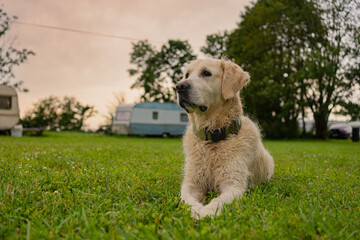 Golden Retriever dog lying on green grass at a summer campsite. Relaxing pet in outdoor travel setting with caravans in background, perfect for vacation themes. Dog-friendly camping