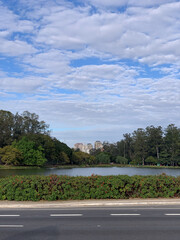 Lush Tree by the Lakeside Roadside View - Ibirapuera