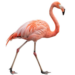 Obraz premium Flamingo set isolated on transparent background 