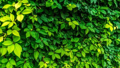 Dense green foliage with vibrant leaves forming a natural, lush hedge, showcasing different shades of green under natural light.