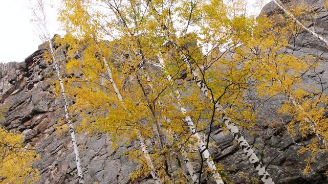 Autumn taiga landscape with trees and rocks.
