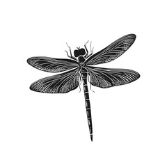 Detailed vector illustration of an elegant dragonfly with intricately patterned wings in black and white. Perfect for nature-inspired designs and educational purposes.
