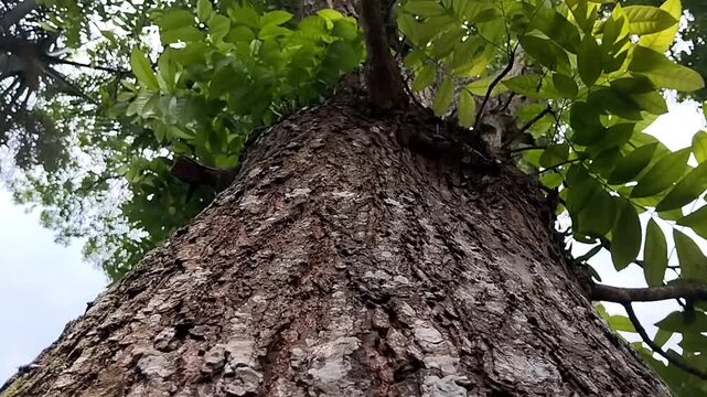 tree in the garden