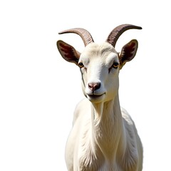 Goat isolated on transparent background, detailed farm animal, clean cutout image