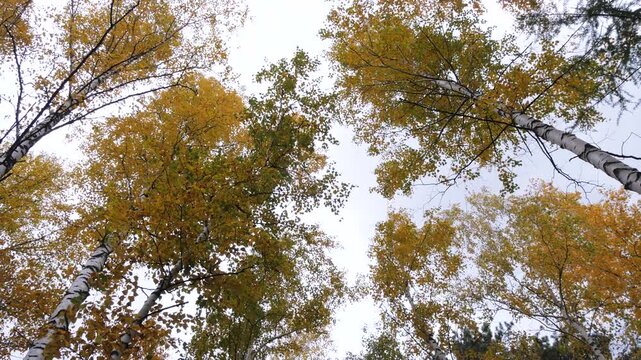 Siberian taiga and trees in the wild forest on an autumn day.