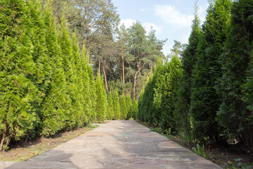 Live hedge from Thuja western Smaragd