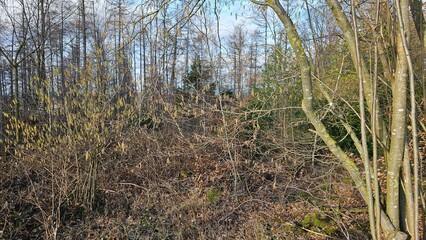 Dense Winter Forest Undergrowth with Bare Trees and Catkins