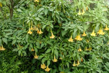 Angel's Trumpet flowers , Brugmansia Suaveolens or Aurea in Pelling in Sikkim