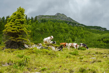 Rinder auf einer Bergwiese in den Alpen