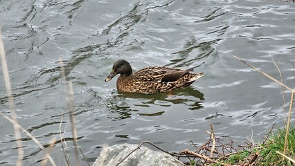 Female Mallard Duck Swimming in Water