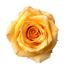Yellow fully opened rose flower isolated on transparent background