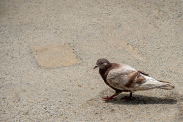 Feral pigeon or homing pigeon in East Sikkim