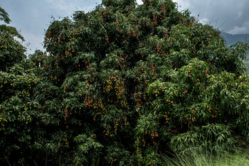 Litchi tree laden with Lychee fruit agriculture in Sikkim