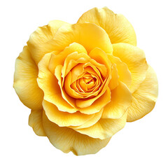 Yellow fully opened rose flower isolated on transparent background