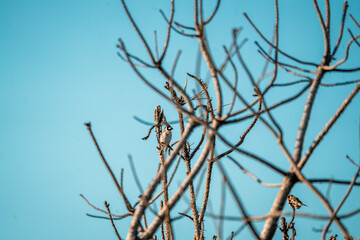 bird sitting on branch in tree branches
