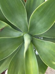green leaf background