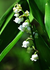 Our Lady's Tears - Lilly of teh Valley - in flower