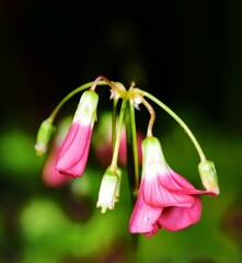 Pink flowers of the Dutchmans Breeches