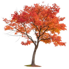 Maple Tree isolated on transparent background  
