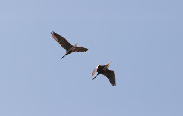 A pair of brown herons in flight against a clear blue summer sky. It's a good thing these herons...