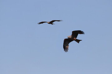 A pair of hawks in flight against a clear blue summer sky. Something caught their attention...