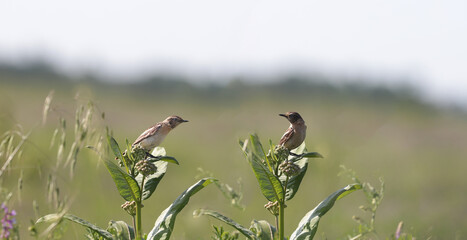 Two birds forest pipits are sitting in the thickets of valerian....