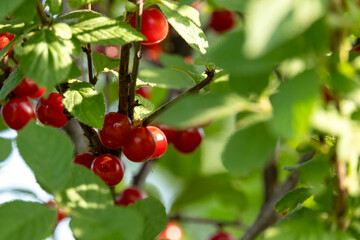 Felt cherry berries on the branches of a bush in the garden. Close-up of red berries and green leaves on the branches against the background of summer greenery