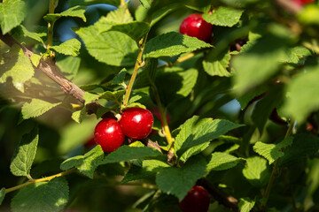 Felt cherry berries on the branches of a bush in the garden. Close-up of red berries and green leaves on the branches against the background of summer greenery