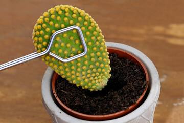 Planting cuttings of an Oputnia microdasys with pliers into a pot filled with soil, concept image for cactus propagation