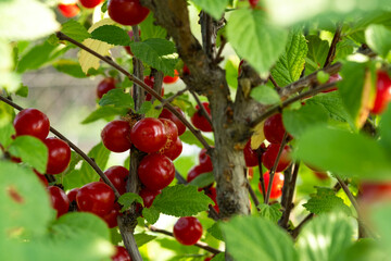 Felt cherry berries on the branches of a bush in the garden. Close-up of red berries and green leaves on the branches against the background of summer greenery