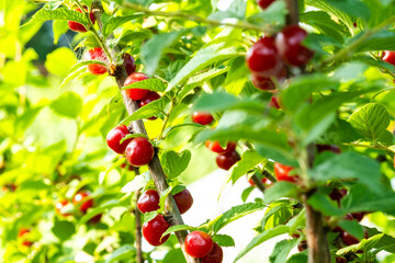 Felt cherry berries on the branches of a bush in the garden. Close-up of red berries and green leaves on the branches against the background of summer greenery